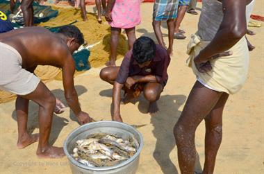 Fishing with net, Chowara Beach,_DSC_9925_H600